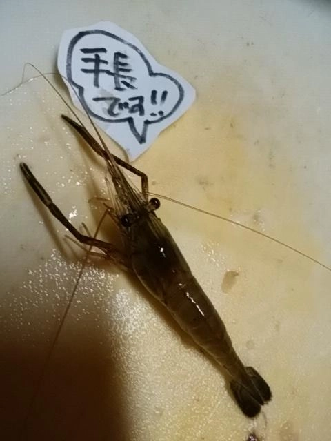 手長