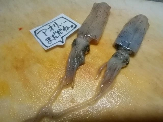 アオリまだ