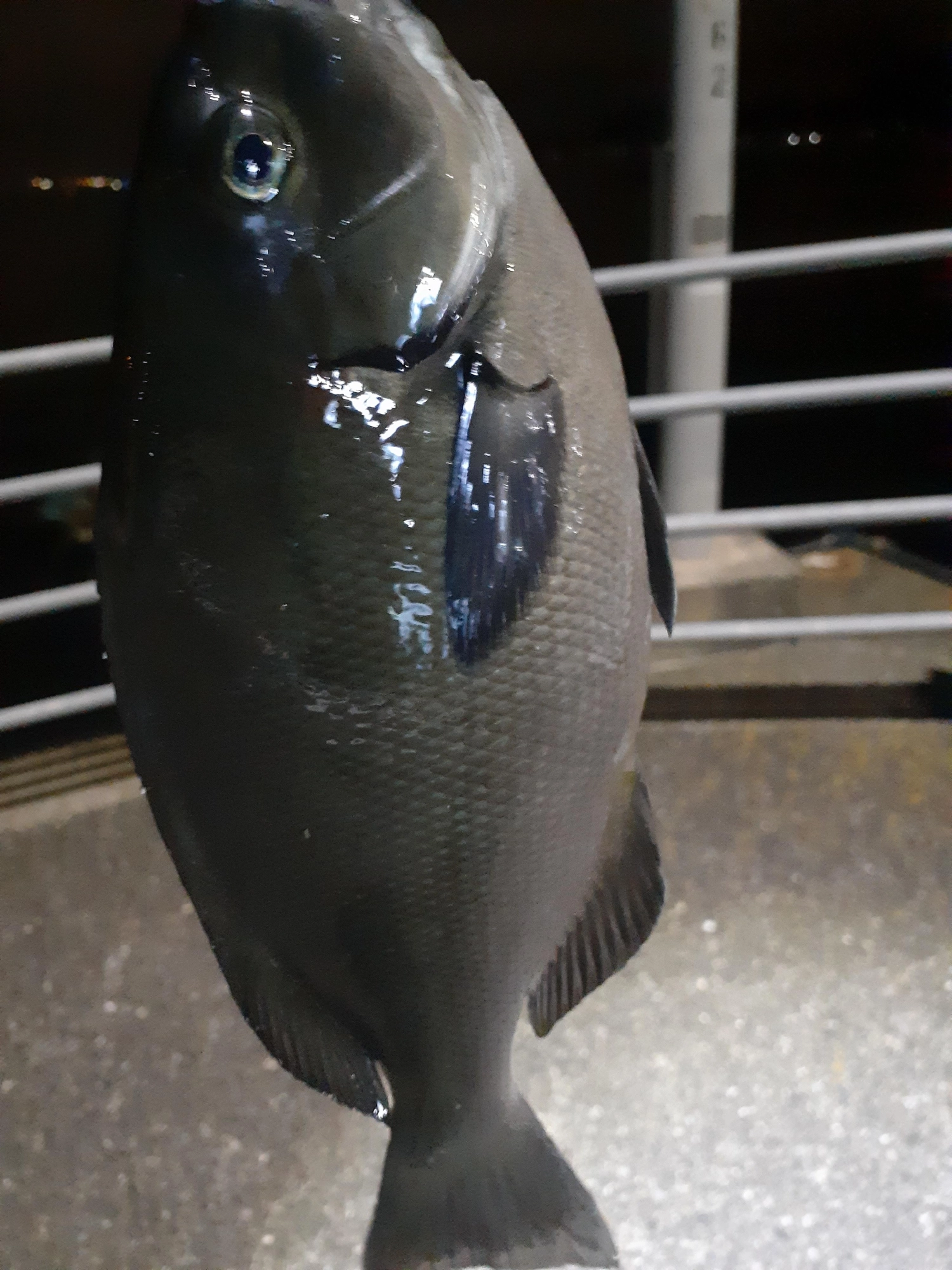 堤防際から30cmオーバーのメジナ(グレ)です!