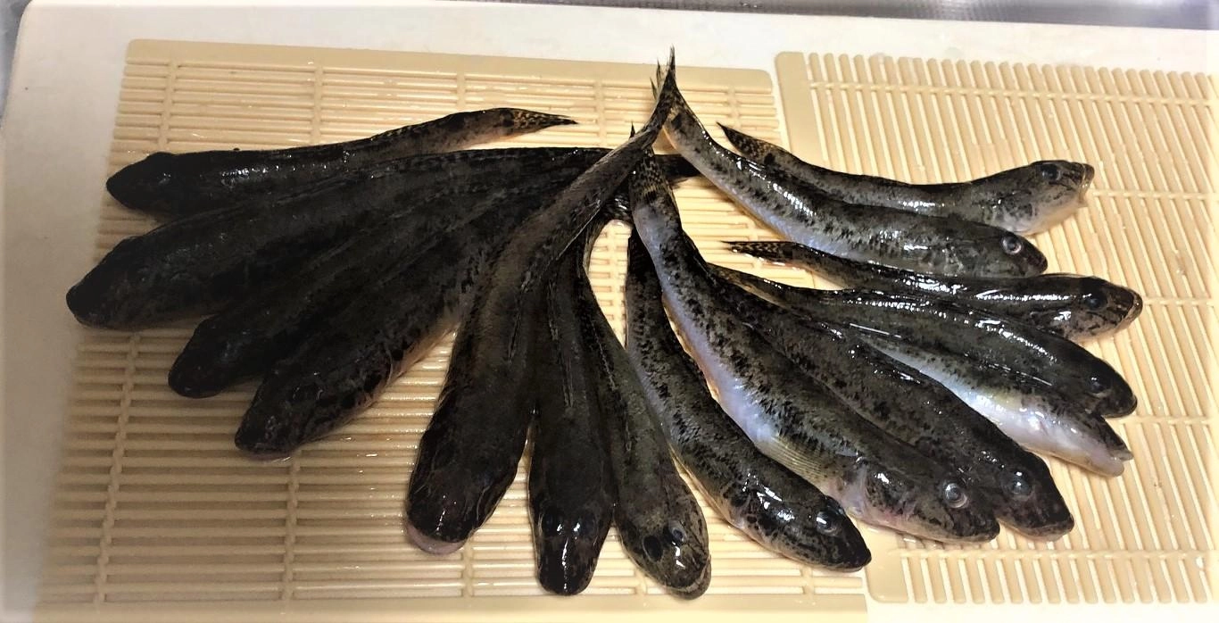 左側４尾がメイン画像対象です。
ハゼの刺身は実に味がある。美味すぎる。