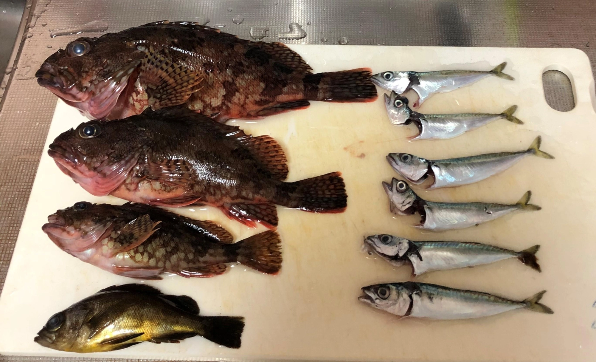 料理対象は右側豆サバ６尾と左下の
メバルとその上の一番小さいカサゴ
サイズは１１㎝～１５㎝迄