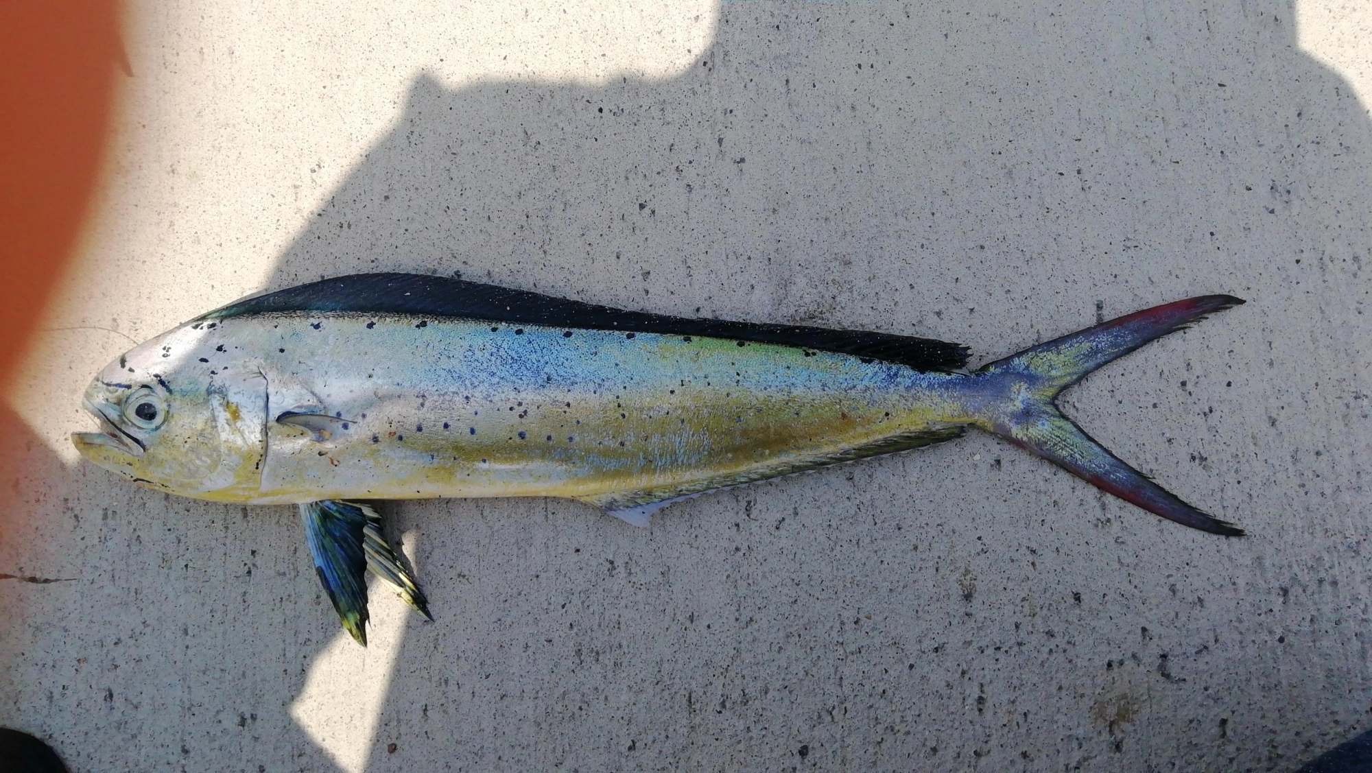 虫ヘッドパワーで釣り上げました。