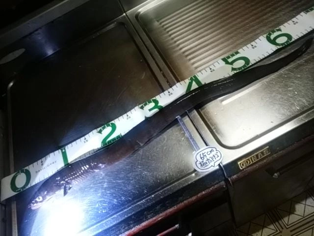 65㎝