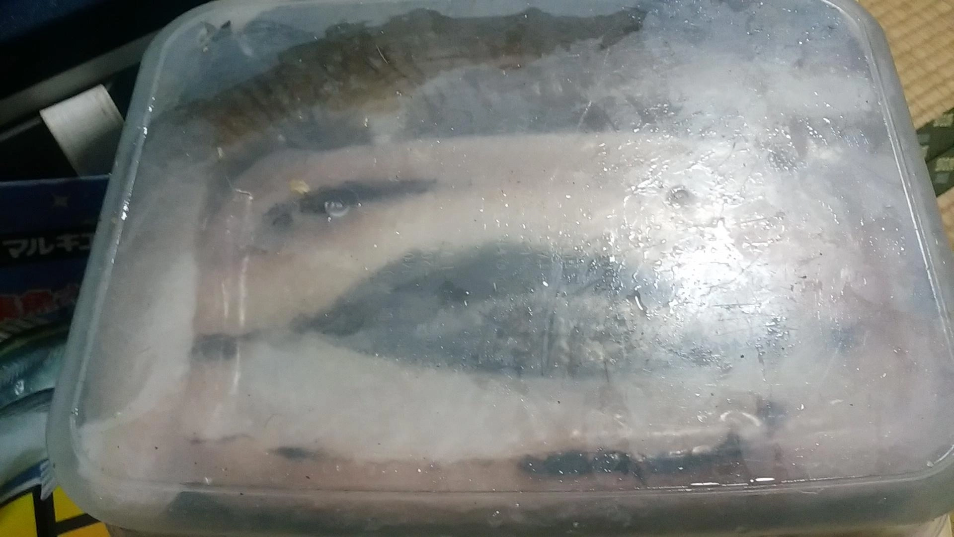 冷凍保存アナゴ