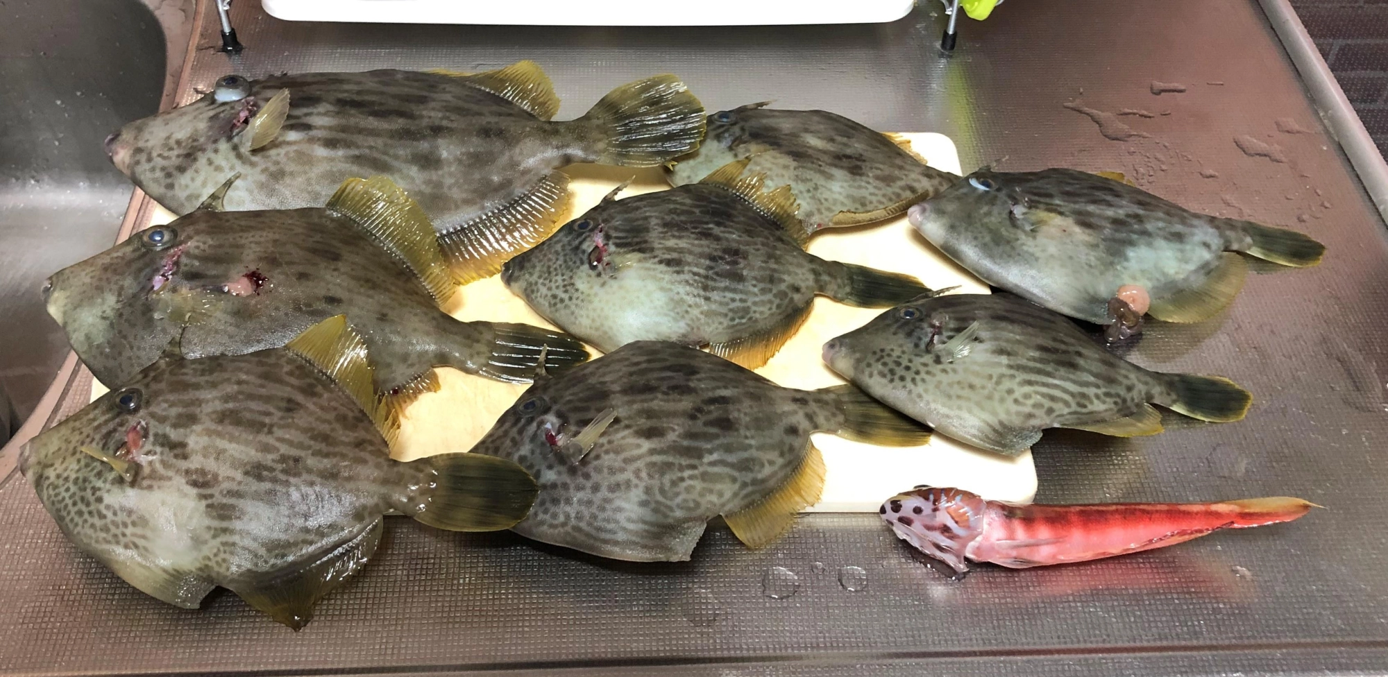 料理使用は左上の魚
一番大きくて28㎝のもの使い。