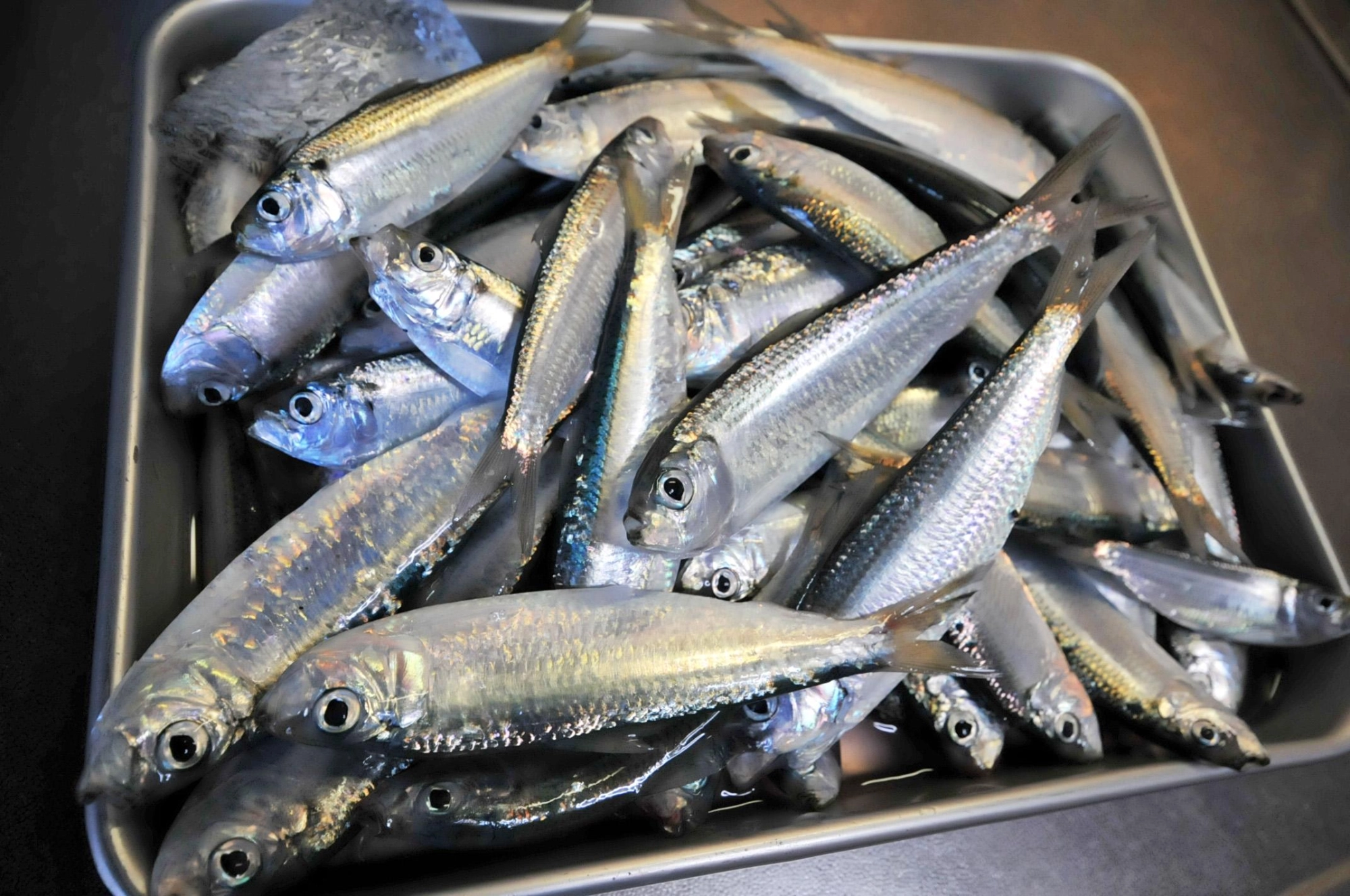 堤防のサビキ釣りで釣れる時は３ケタ釣果も！大漁でも簡単にさばいて美味しく頂きましょう♪