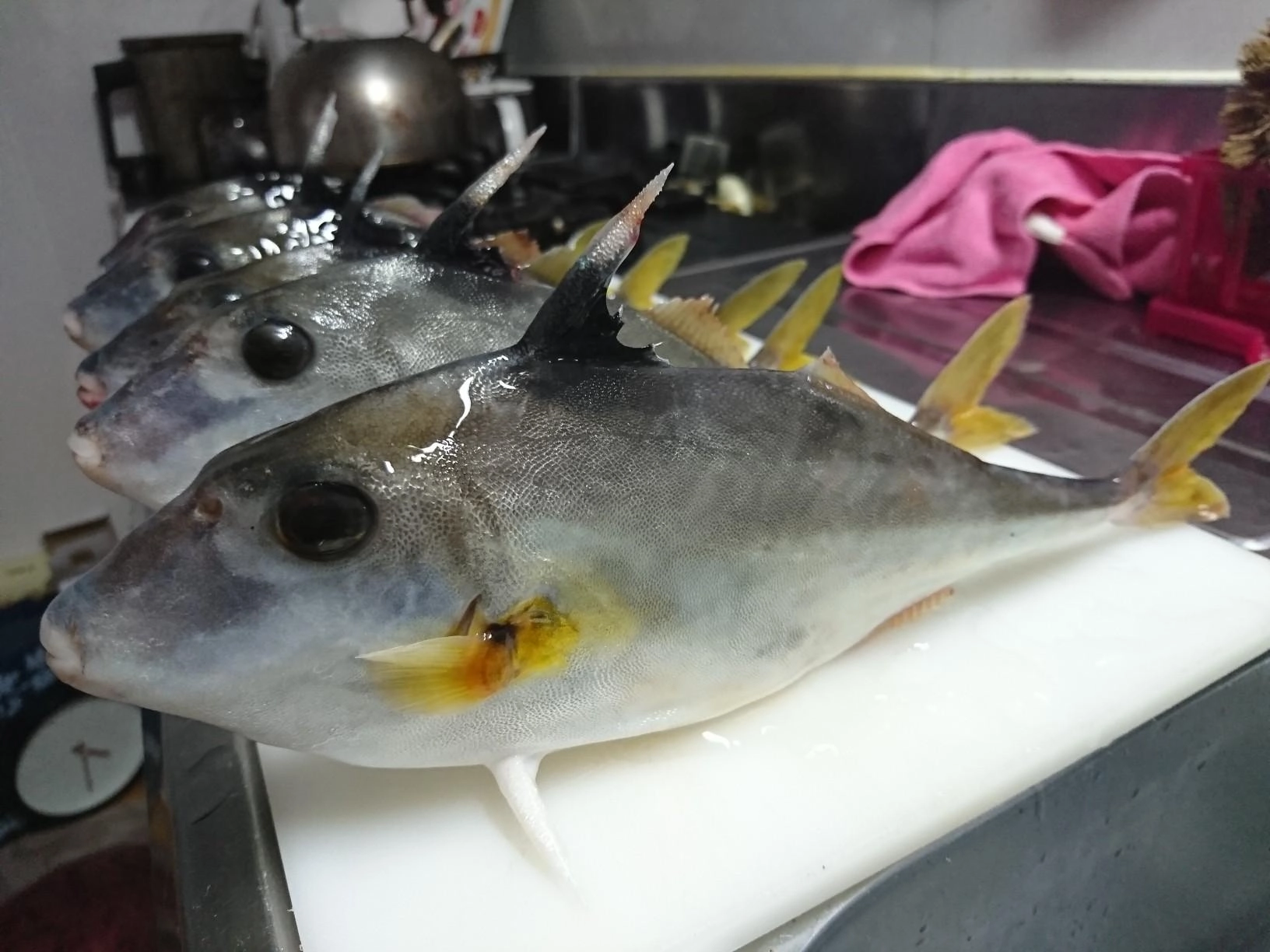 こんなお魚でもちゃんと捌けますよ♪