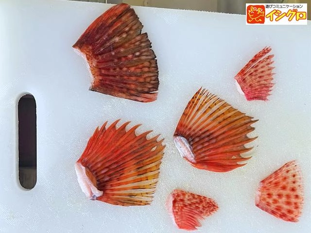(3)洗ったヒレの水分をキッチンペーパー等でしっかり取り、並べて乾くまで干します。たまにひっくり返して両面しっかり乾かします。天日干しでもOKです。
(3)しっかり乾いたヒレをトースターや魚焼きグリル(弱火)で両面焼きます。焦げすぎないように注意しましょう。