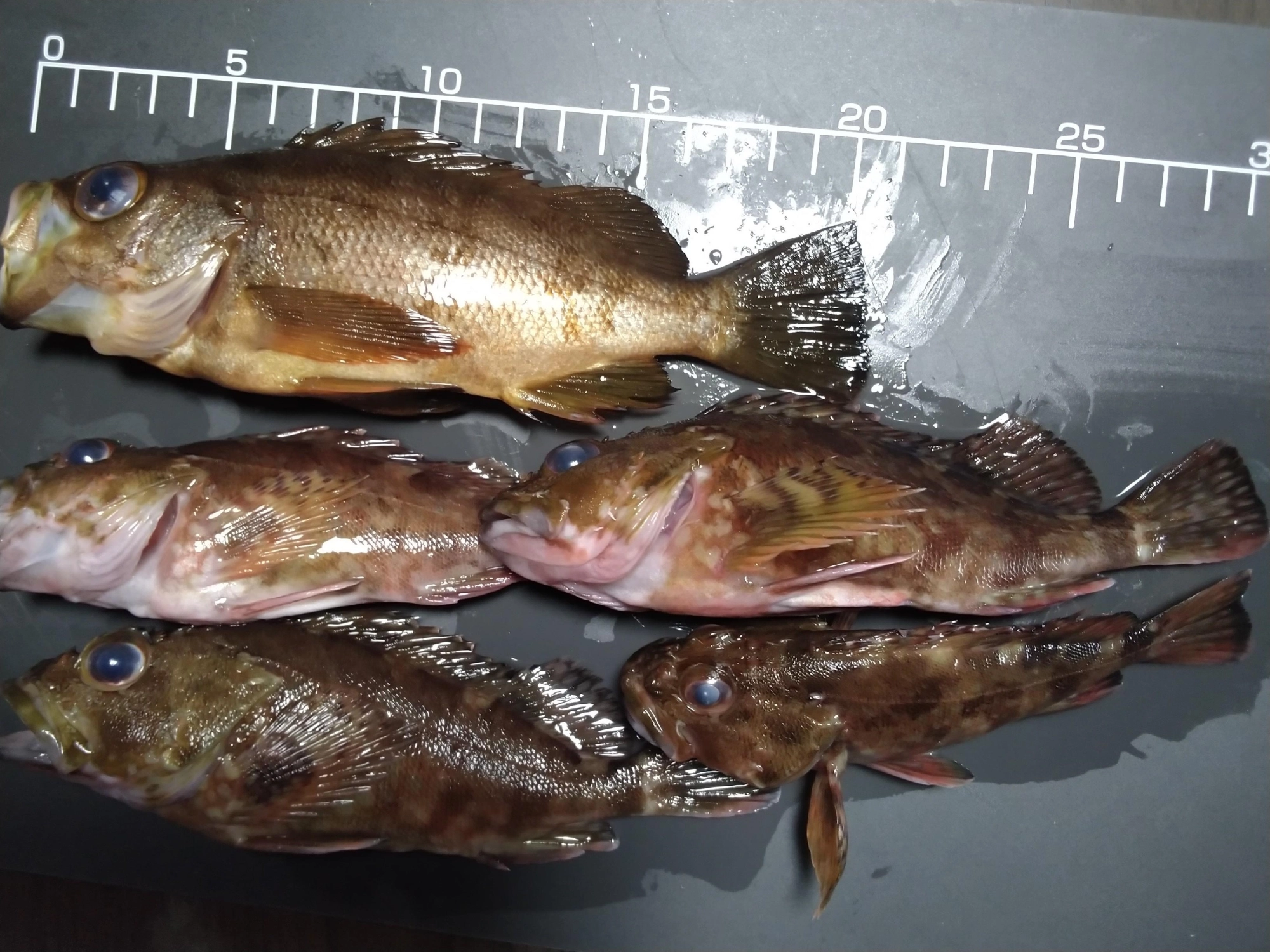リリース失敗のおさかなです。煮付けで食べました。