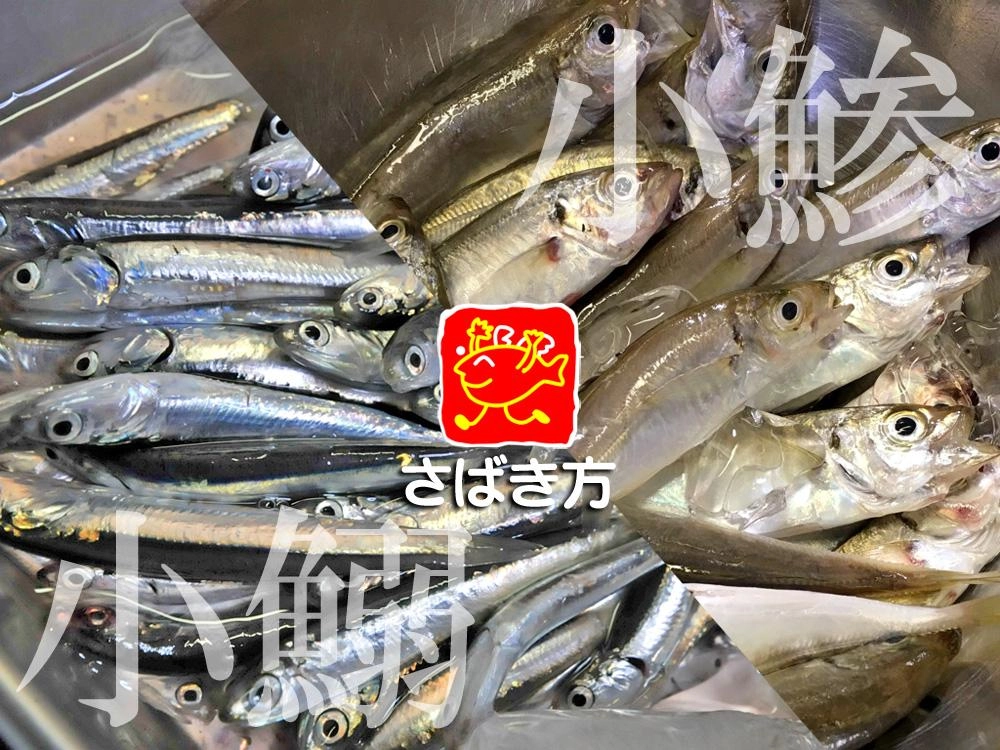 大漁！小アジ・小イワシのさばき方（下処理）