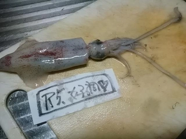 イカ様