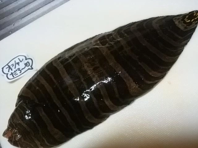 シマシマヒラメ