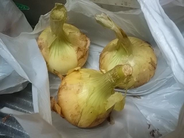 新玉ねぎ