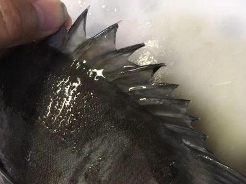 ヒレにひそむトゲには注意しましょう!