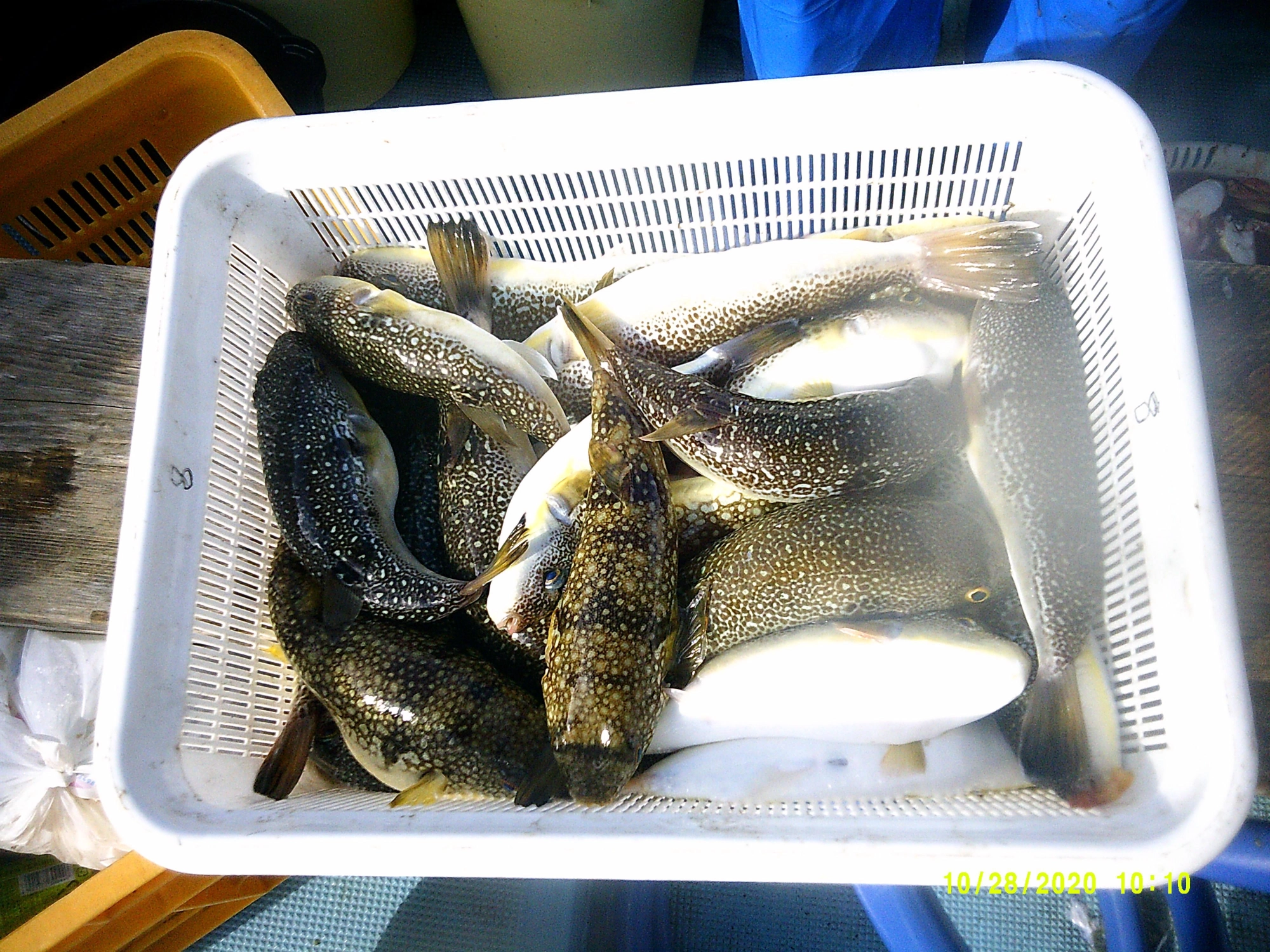 伊勢湾、三河湾で釣れるフグ（ショウサイフグ・ヒガンフグ）の唐揚げをご家庭で