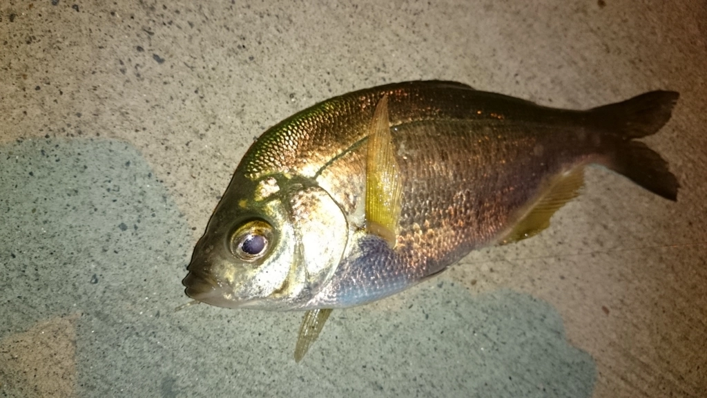 f:id:ishiguroito:20151017165609j:plain