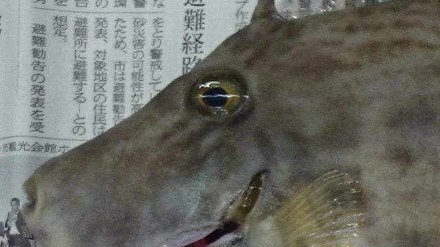 f:id:ishiguroito:20160606174745j:plain