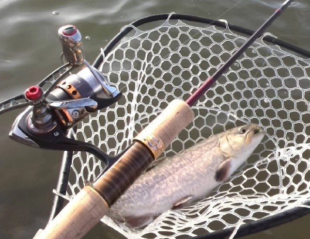 東山湖のＦ−１　
イワナのメスとブルックトラウトのオスを交配して作りだした雑種１代目の魚です。