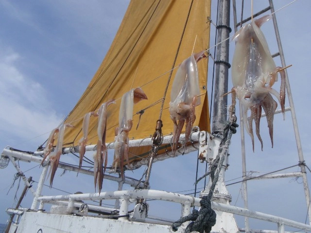 スルメイカ釣りの醍醐味の１つ沖干し作り！とても美味しいので是非みなさんも作ってみて下さい。