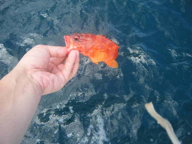小型や食べない魚はリリース！資源保護にご協力を！