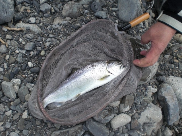 前島橋付近での釣果