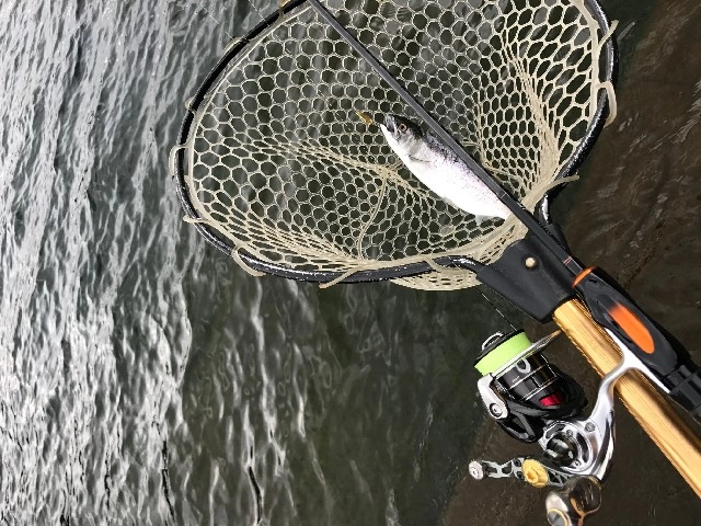管理釣り場タックルで手軽に楽しめます。