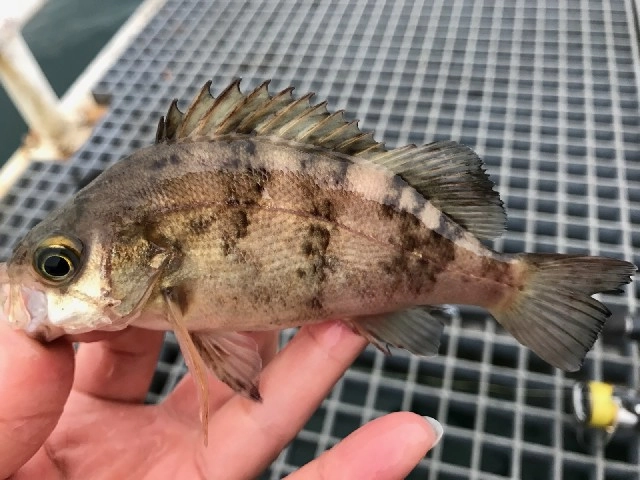 釣り桟橋でメバル連発！