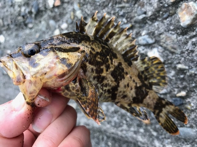 穴釣りでタケノコメバル！