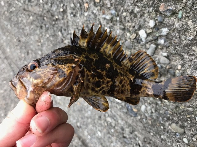 タケノコメバル連発！