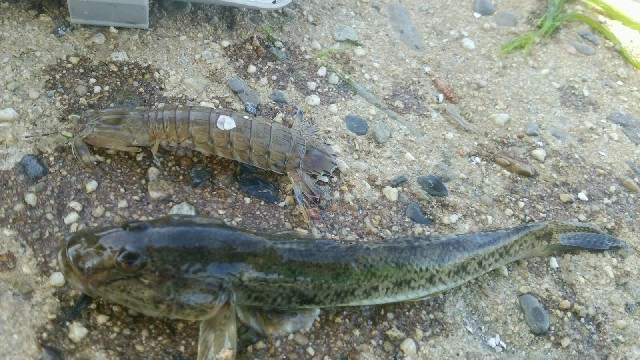 こんなに大きなハゼが釣れれば、かなり嬉しいです！シャコも嬉しいゲストですよ〜！