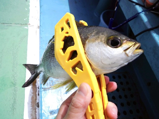 釣れてくるイサキはほとんどが３０ｃｍ越え、お腹パンパンの大型です！