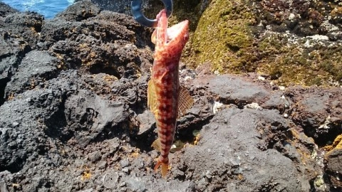 20170720ｖ.jpg