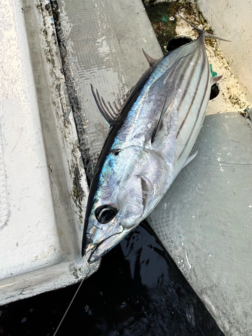 うっしーの船釣り釣行！ヒラマサ18.5キロ捕獲！ | 釣具のイシグロ