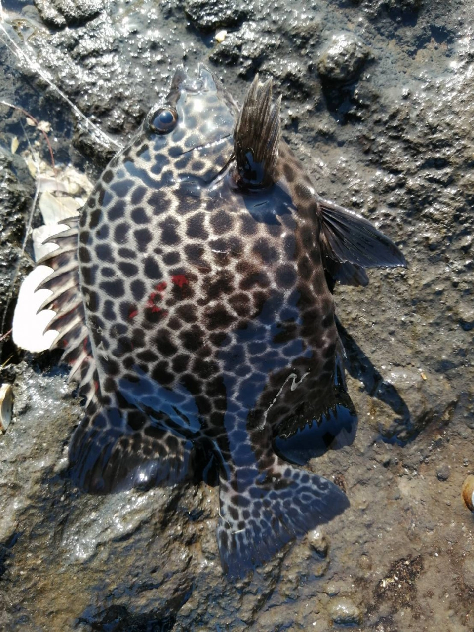 送料無料】冷凍マツバ貝300個 石鯛 黒鯛 釣り餌 カサガイ ジンガサ