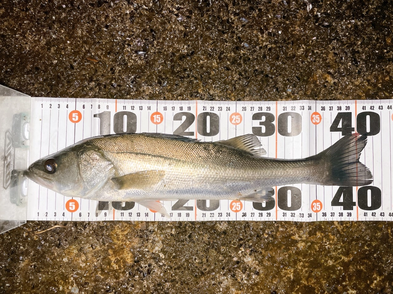 シーバス高活性！ 間もなくバチ抜けも開幕！？ | 釣具のイシグロ