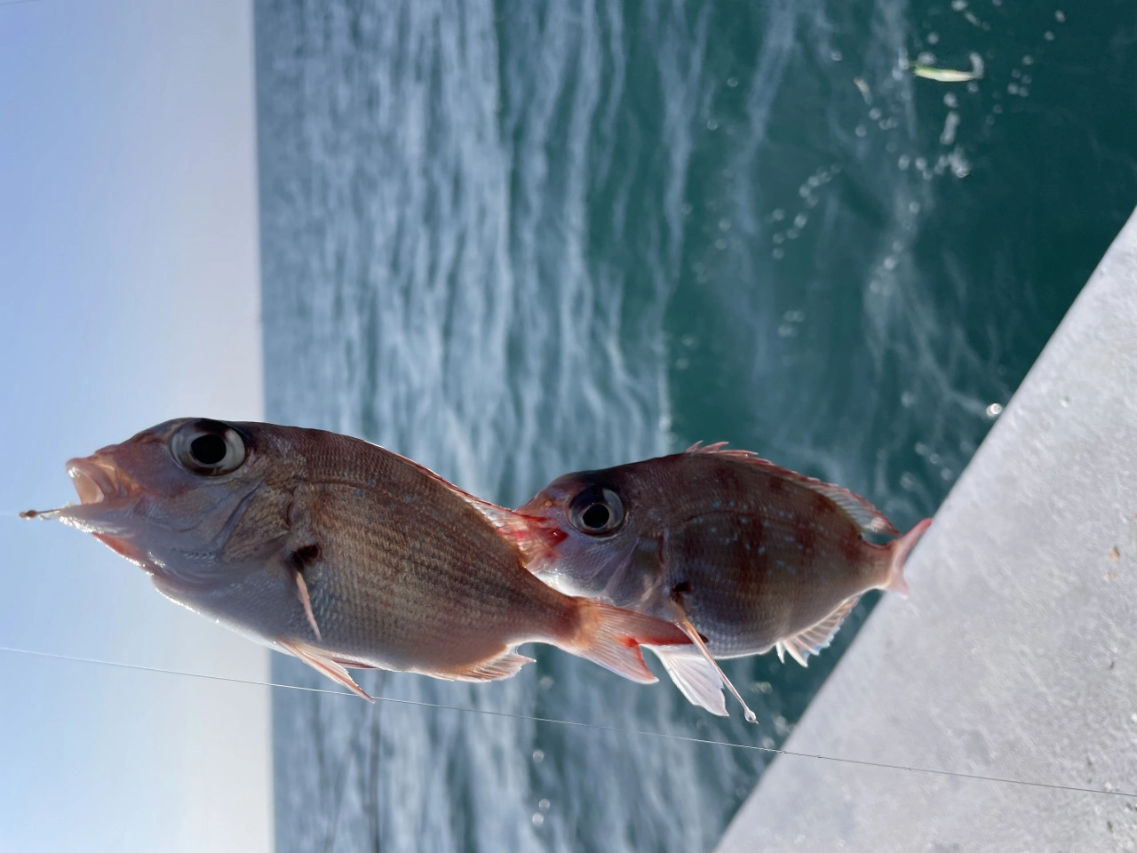 釣り竿カサゴとメバルロッド