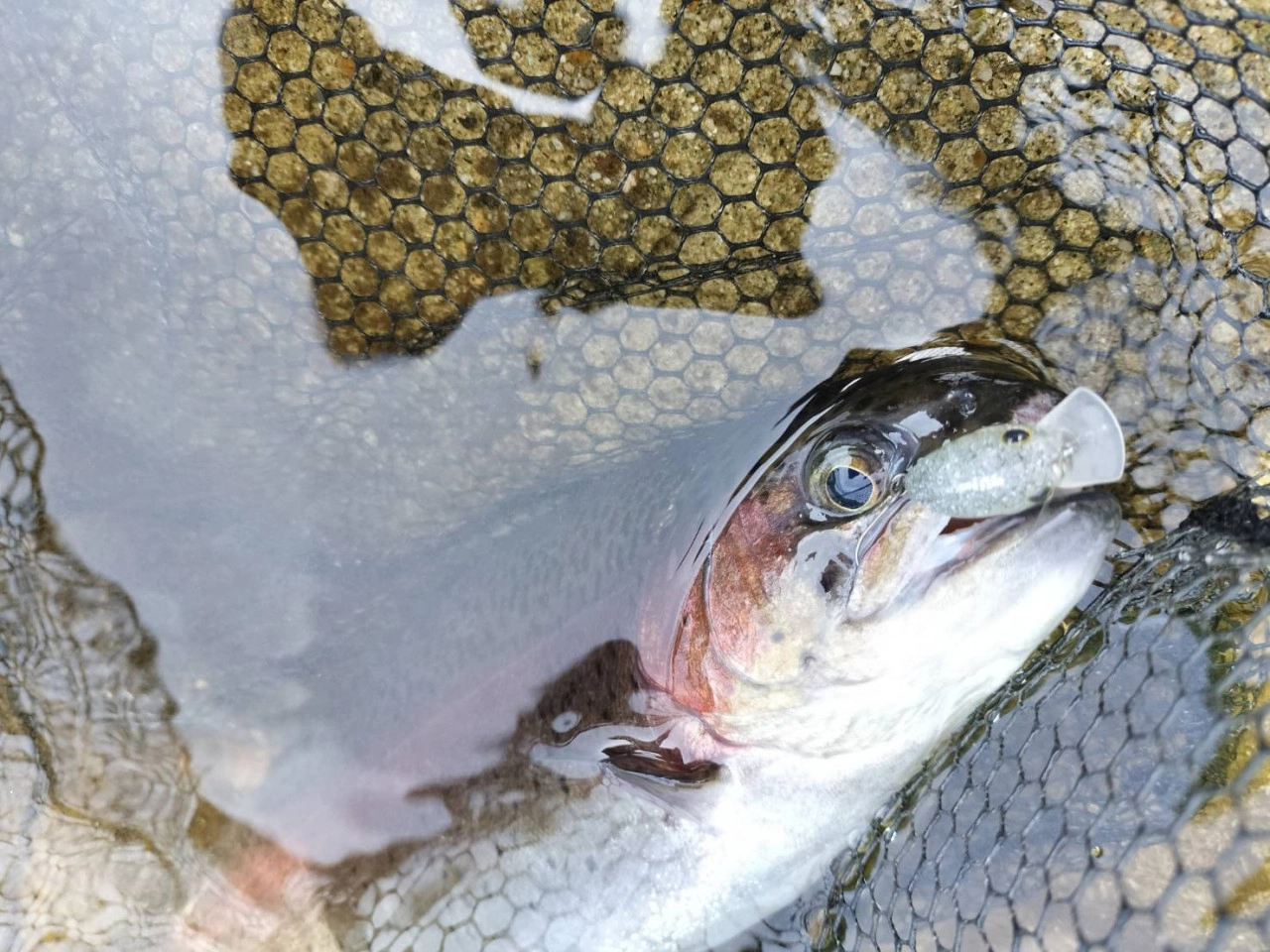 ティモン　パニクラで釣れたトラウト