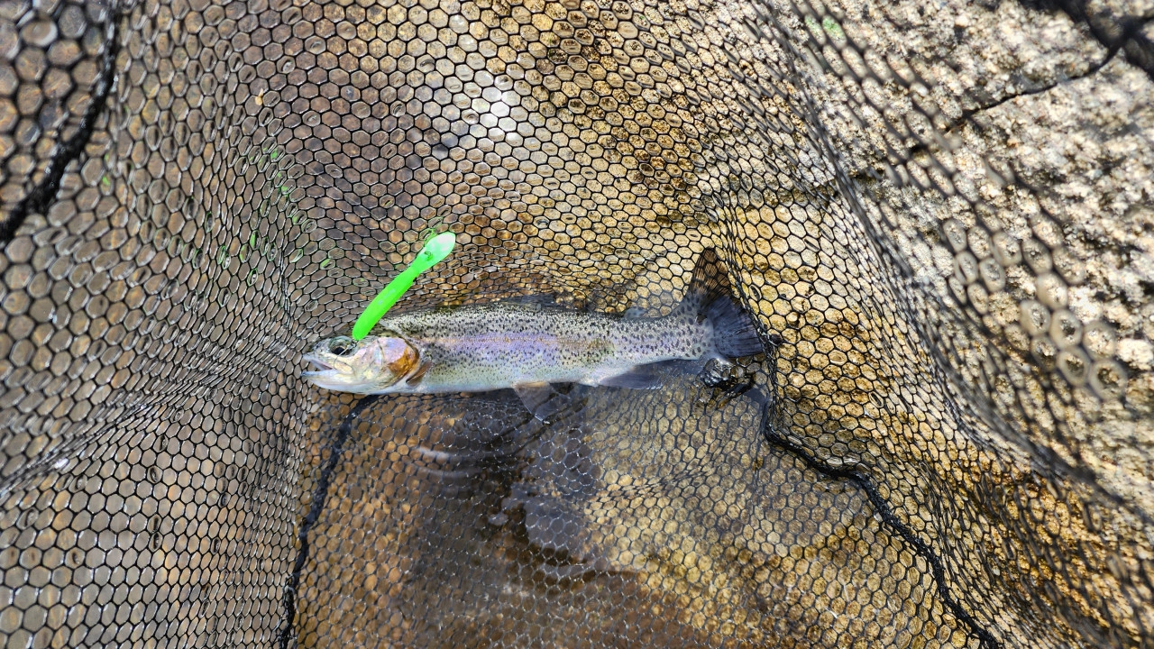 ティモン　ペピーノDRで釣れたトラウト