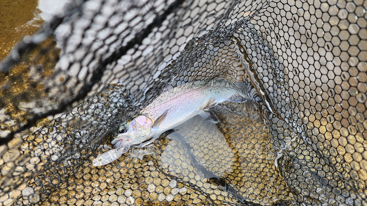 ティモン　デカミッツドライで釣れたトラウト