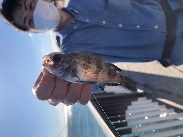 メバル