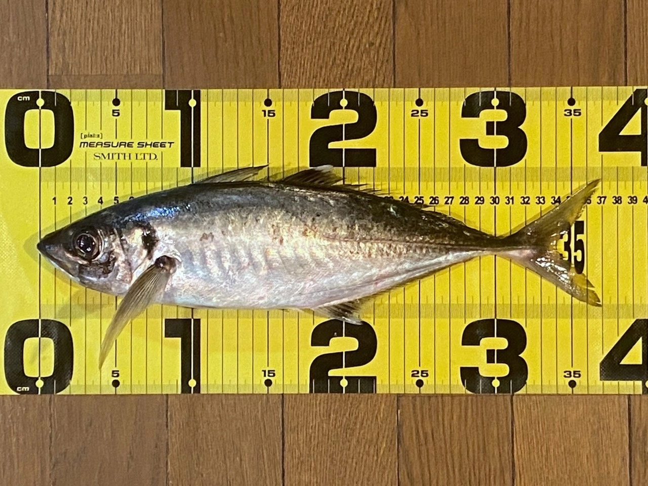遠州灘で超大ニベ登場！タチウオも絶好調♪人気のアジタチリレー釣り