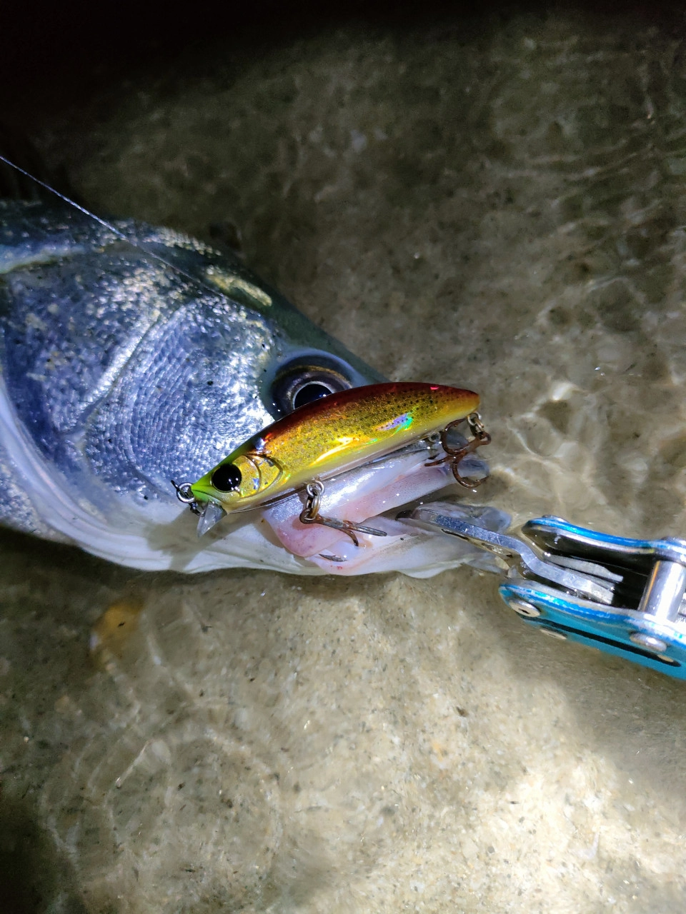 爆釣】台風後の三重サーフシーバスが激熱すぎる！つぬけの日もあります