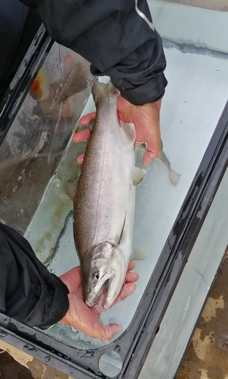 サツキマス特別区の幼魚放流を行いました。