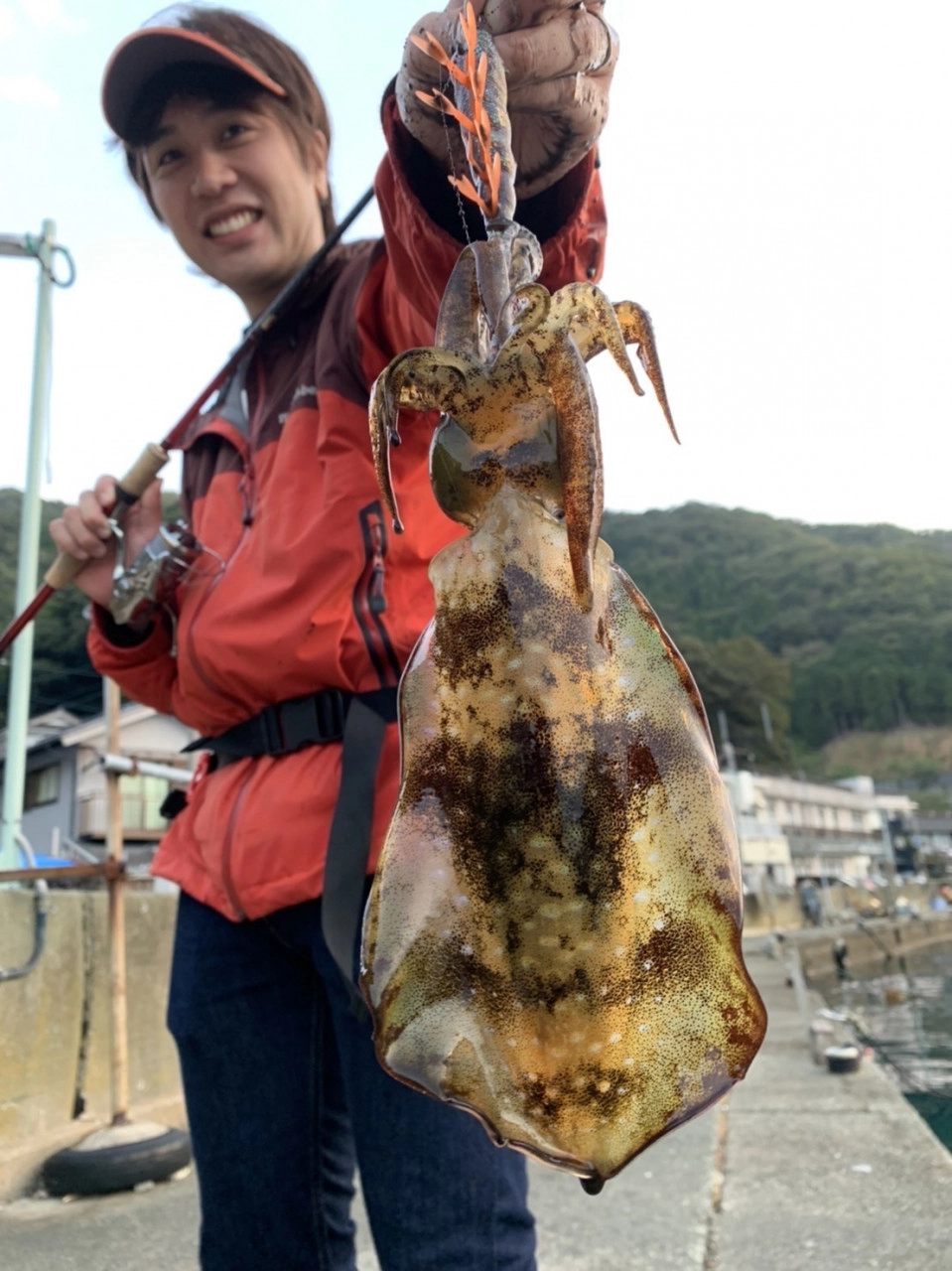 アオリ