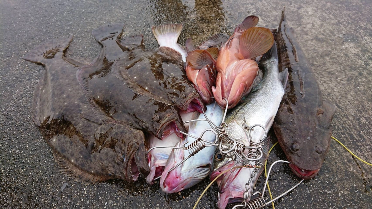 高級魚ボッコボコ！
