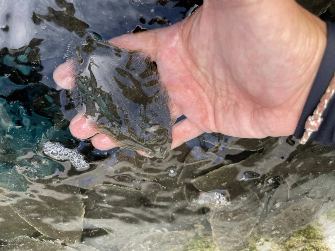 【イシグロ】【稚魚放流】豊浜・大進丸でヒラメ稚魚3000匹を放流してきました!!