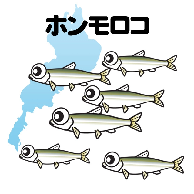 琵琶湖のホンモロコ釣り　メイン画像
