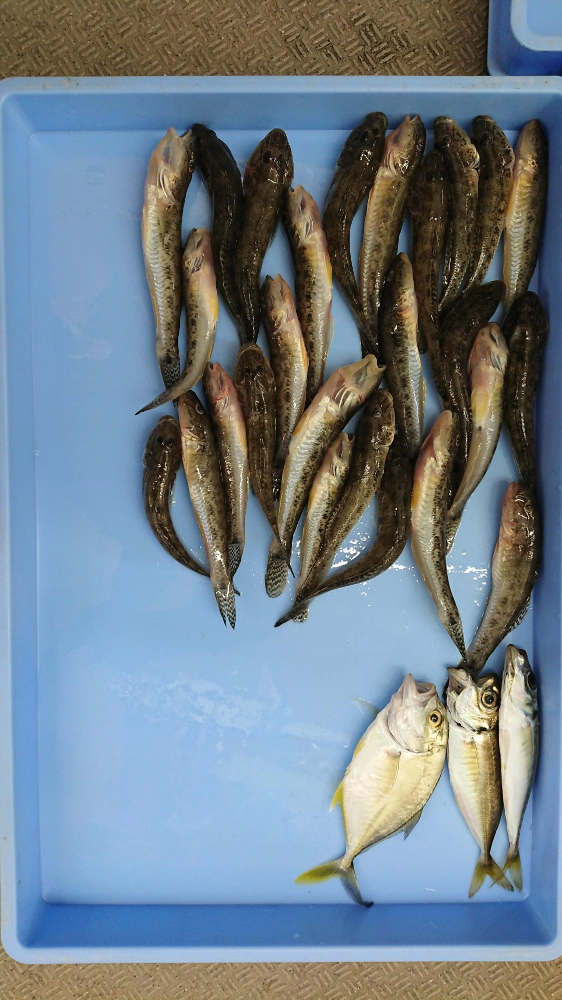 ハゼも混じり始めました！これから、ちょい投げ釣りの方がウキ釣りより釣れるようになってきます！