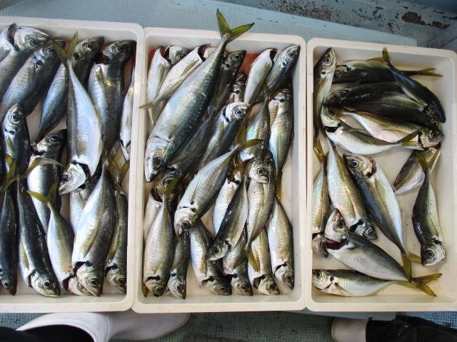 初冬デカマアジがわんさか魚探に出てたみたいですよッ(・∀・)