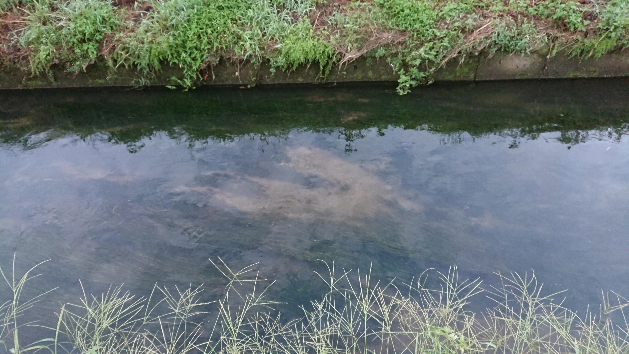 水深３０センチぐらいでしょうか。
岸沿いに上流から流しているところ、ヒットしました。